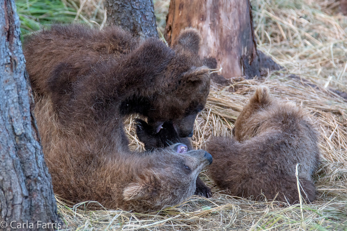 Grazer (128) cub(s)