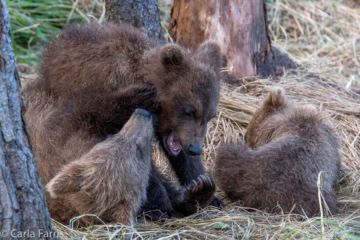 Grazer (128) cub(s)