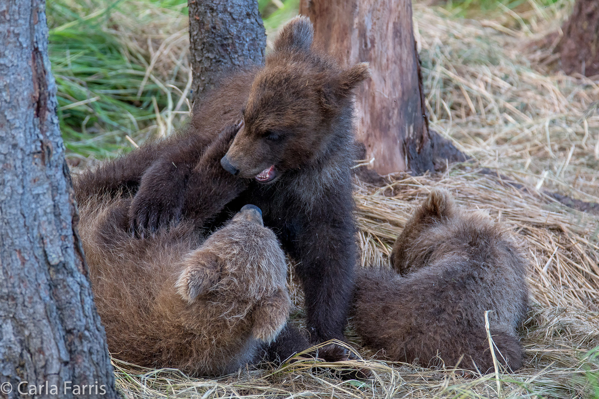 Grazer (128) cub(s)