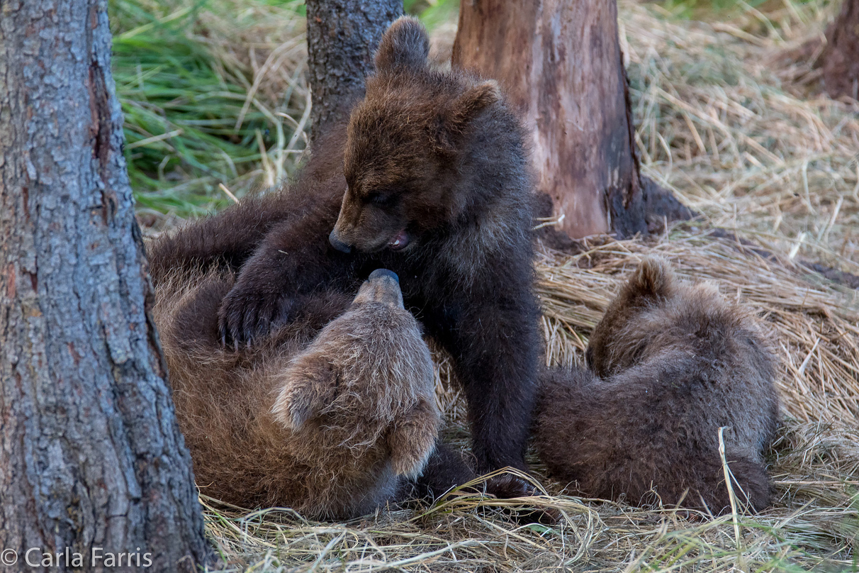 Grazer (128) cub(s)