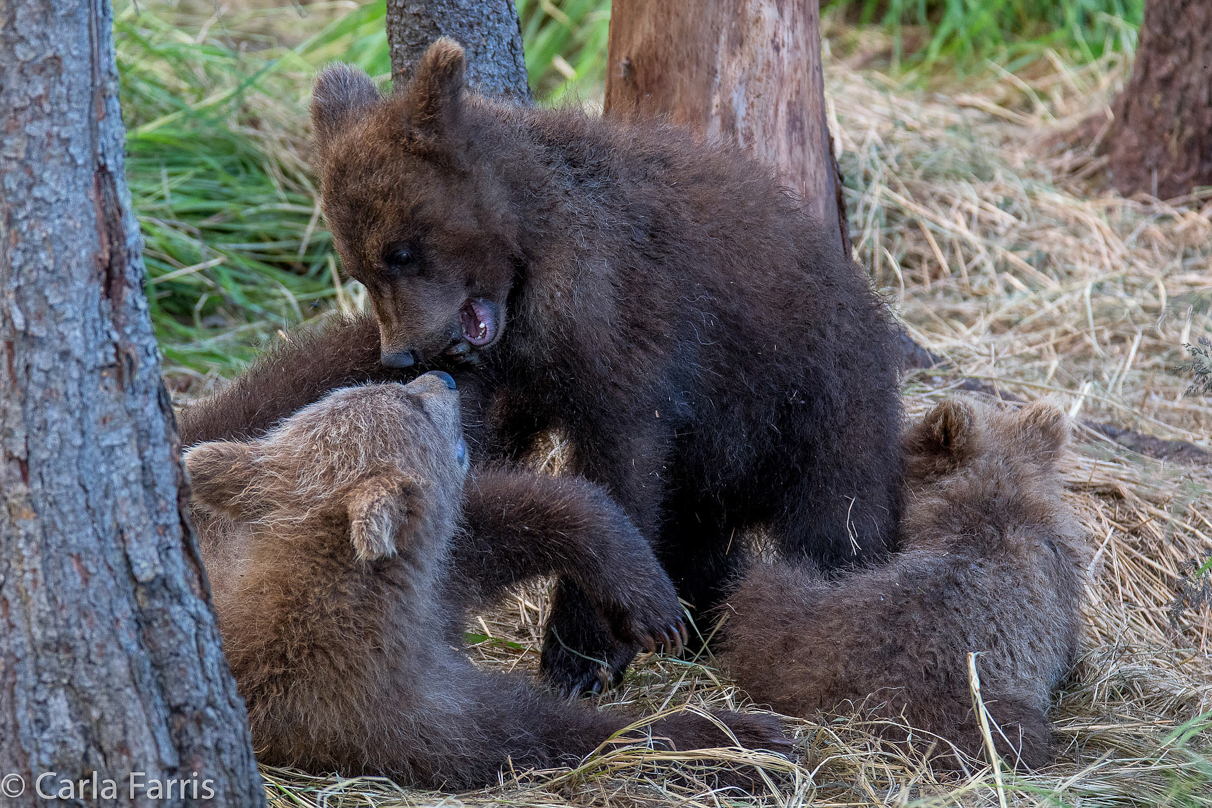 Grazer (128) cub(s)