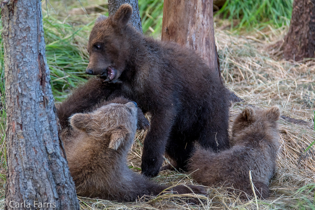 Grazer (128) cub(s)