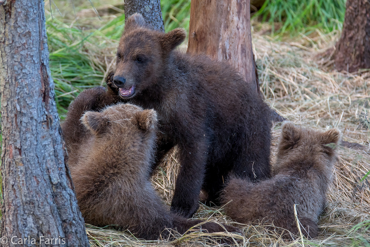 Grazer (128) cub(s)