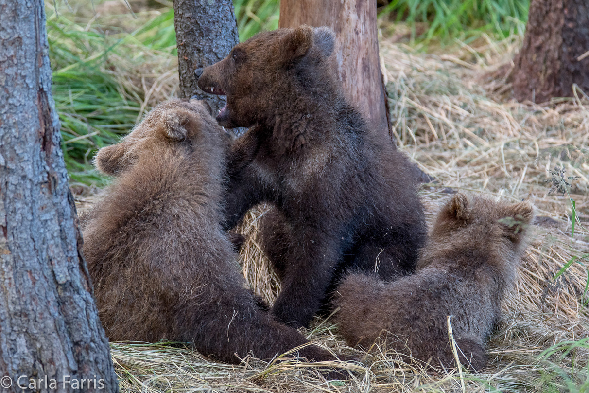 Grazer (128) cub(s)