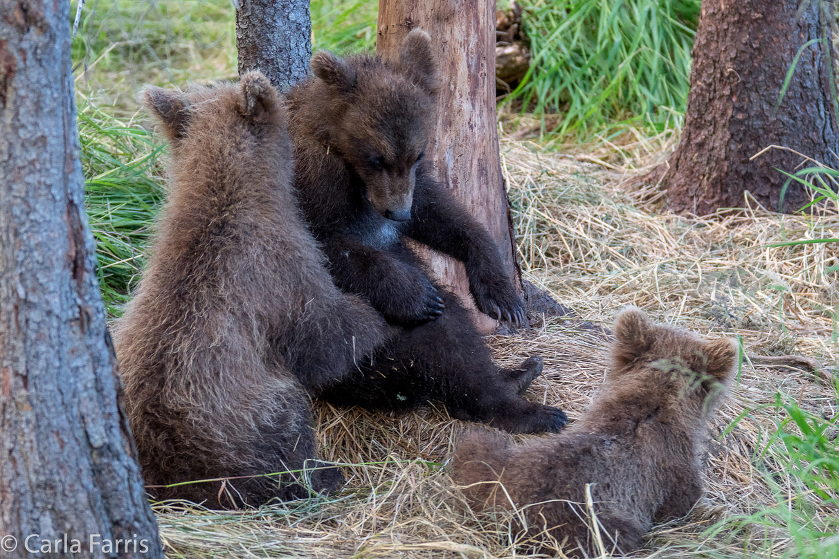 Grazer (128) cub(s)