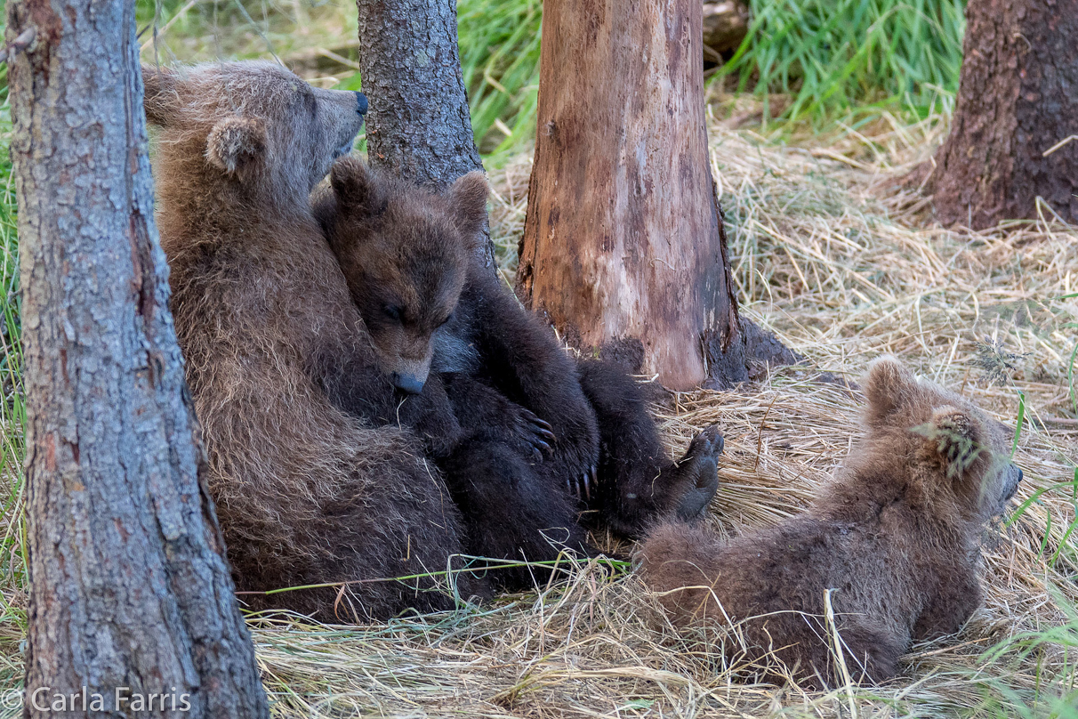 Grazer (128) cub(s)