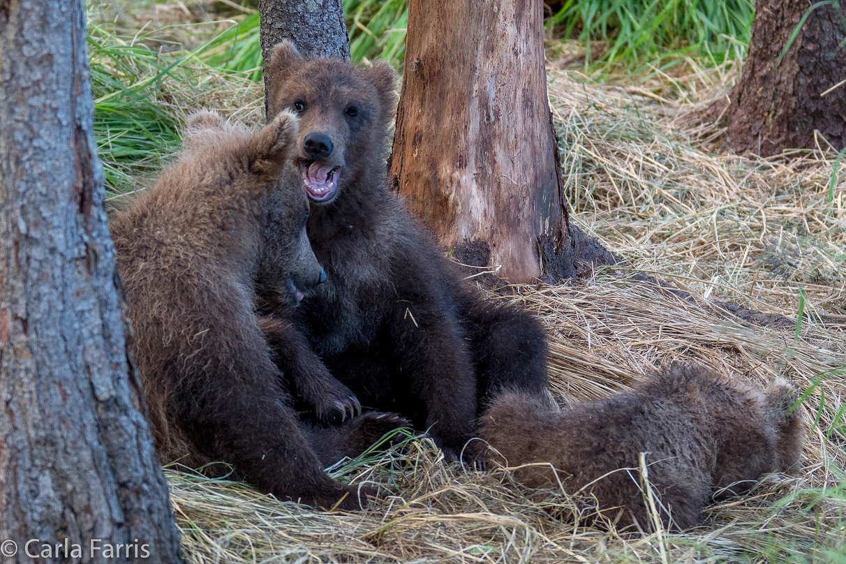 Grazer (128) cub(s)