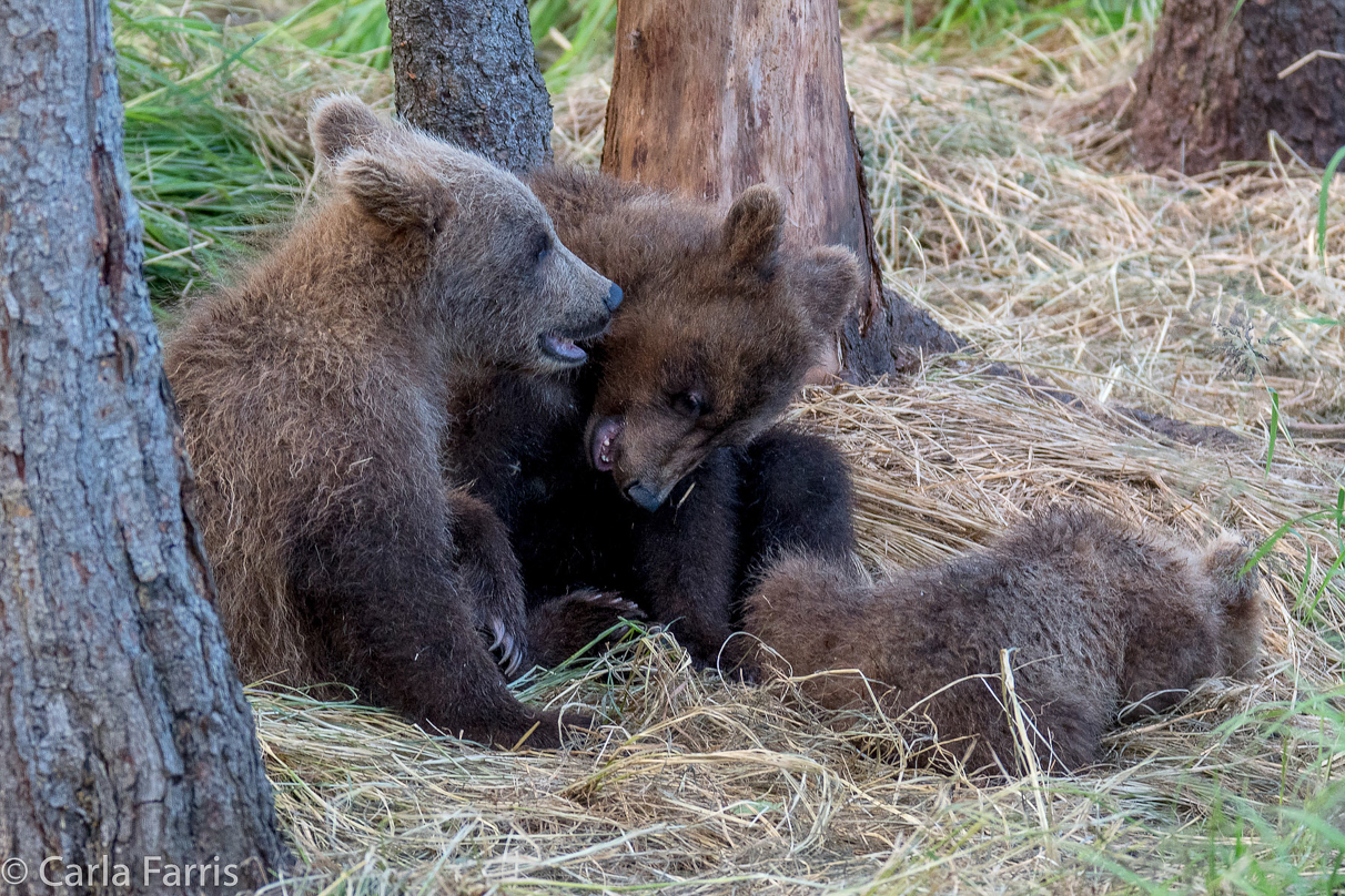 Grazer (128) cub(s)