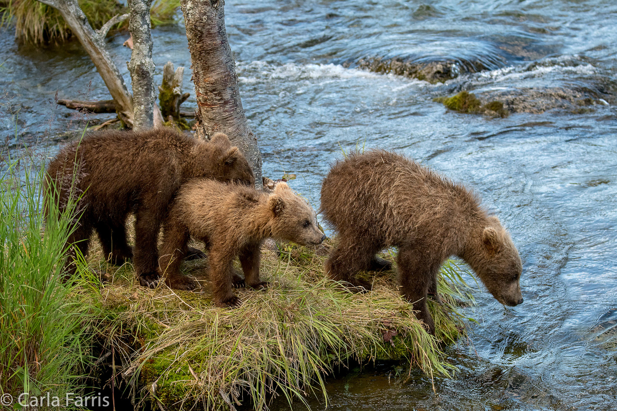 Grazer (128) cub(s)