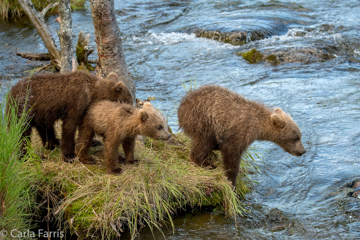 Grazer (128) cub(s)