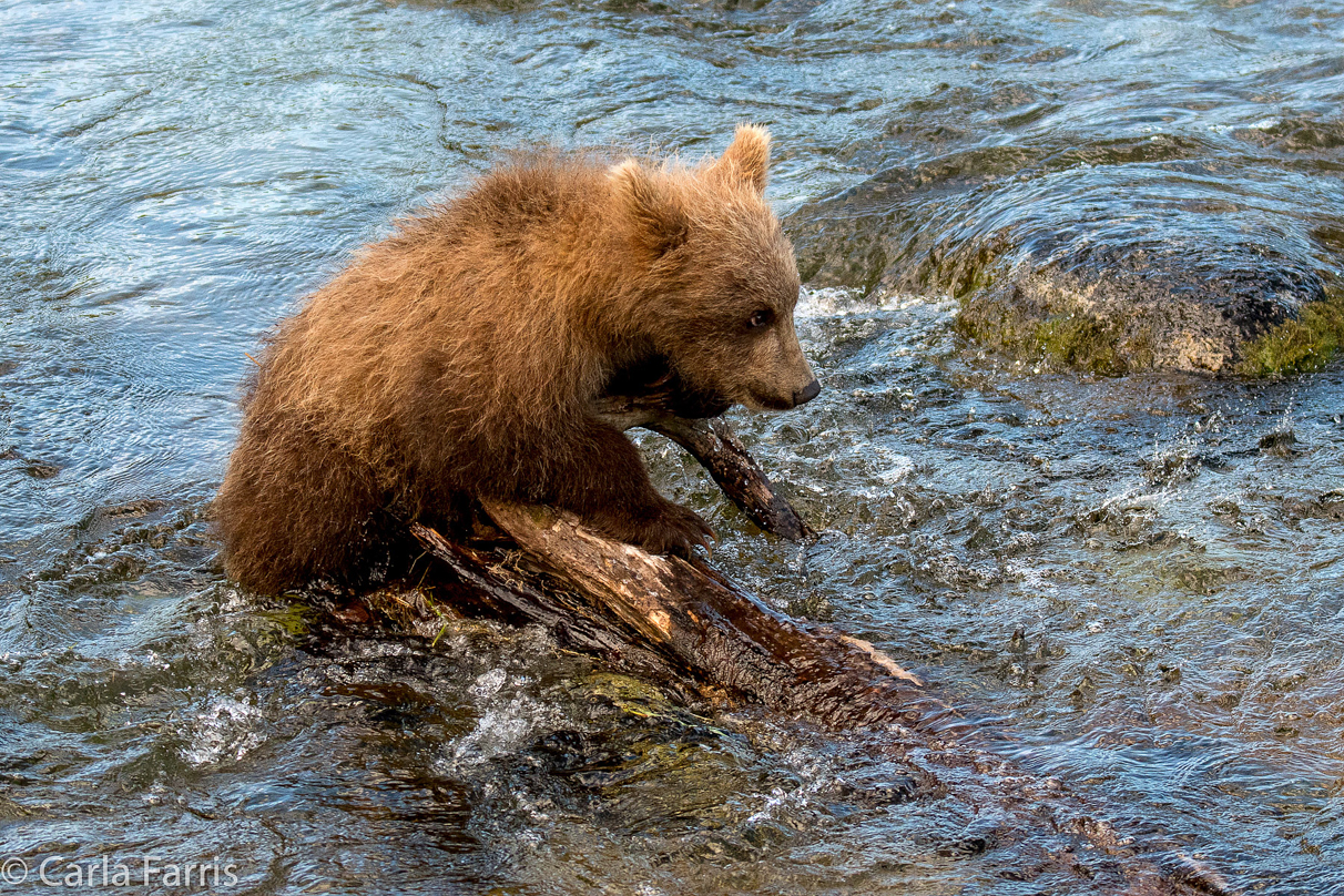 Grazer (128) cub(s)