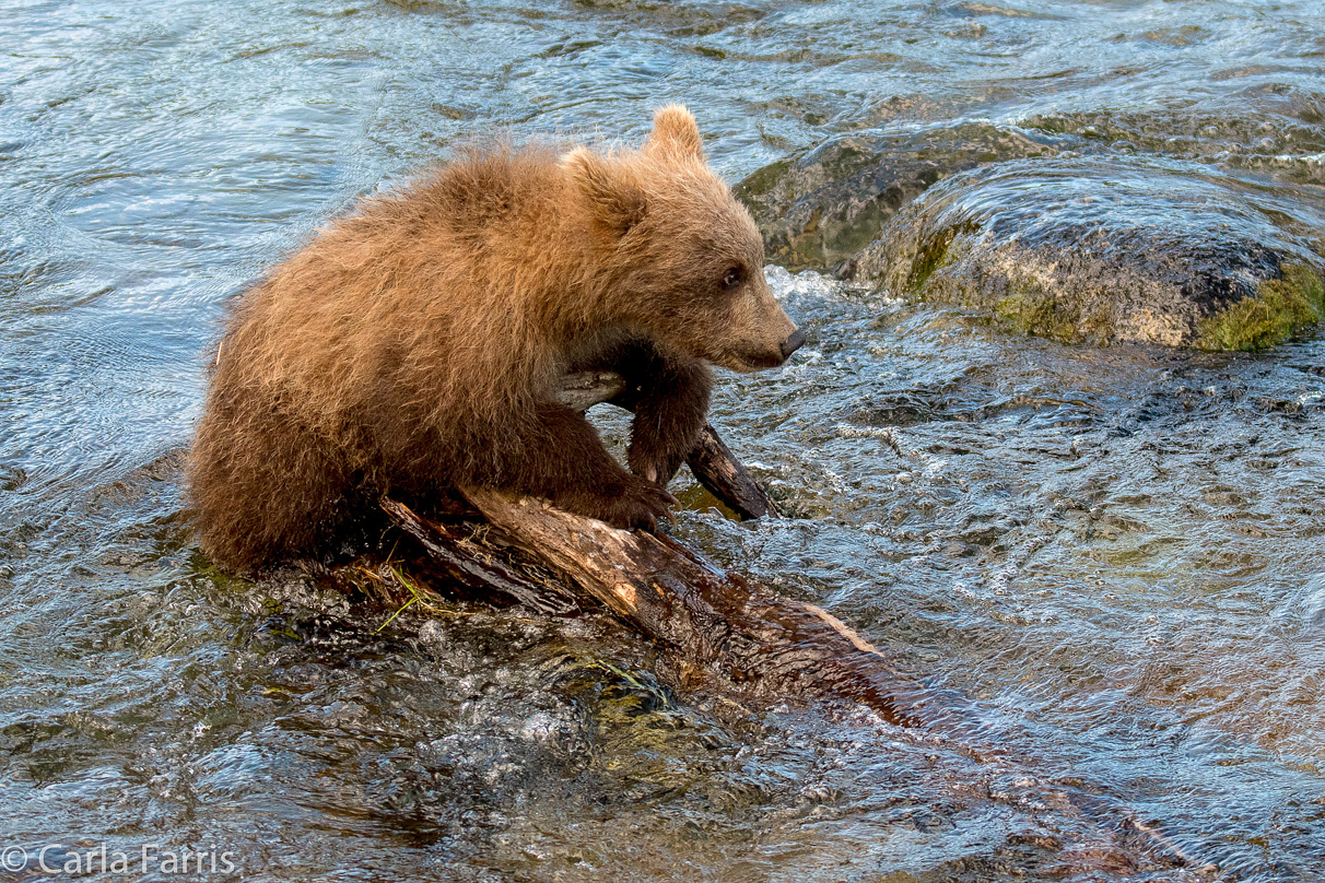 Grazer (128) cub(s)