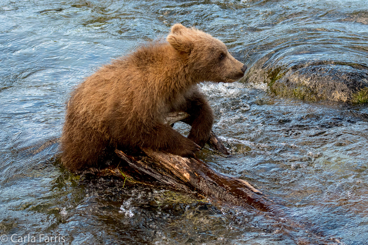 Grazer (128) cub(s)