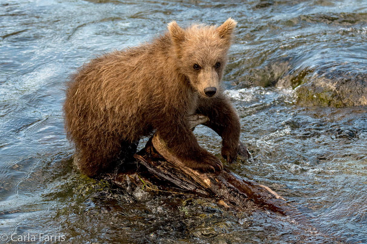 Grazer (128) cub(s)