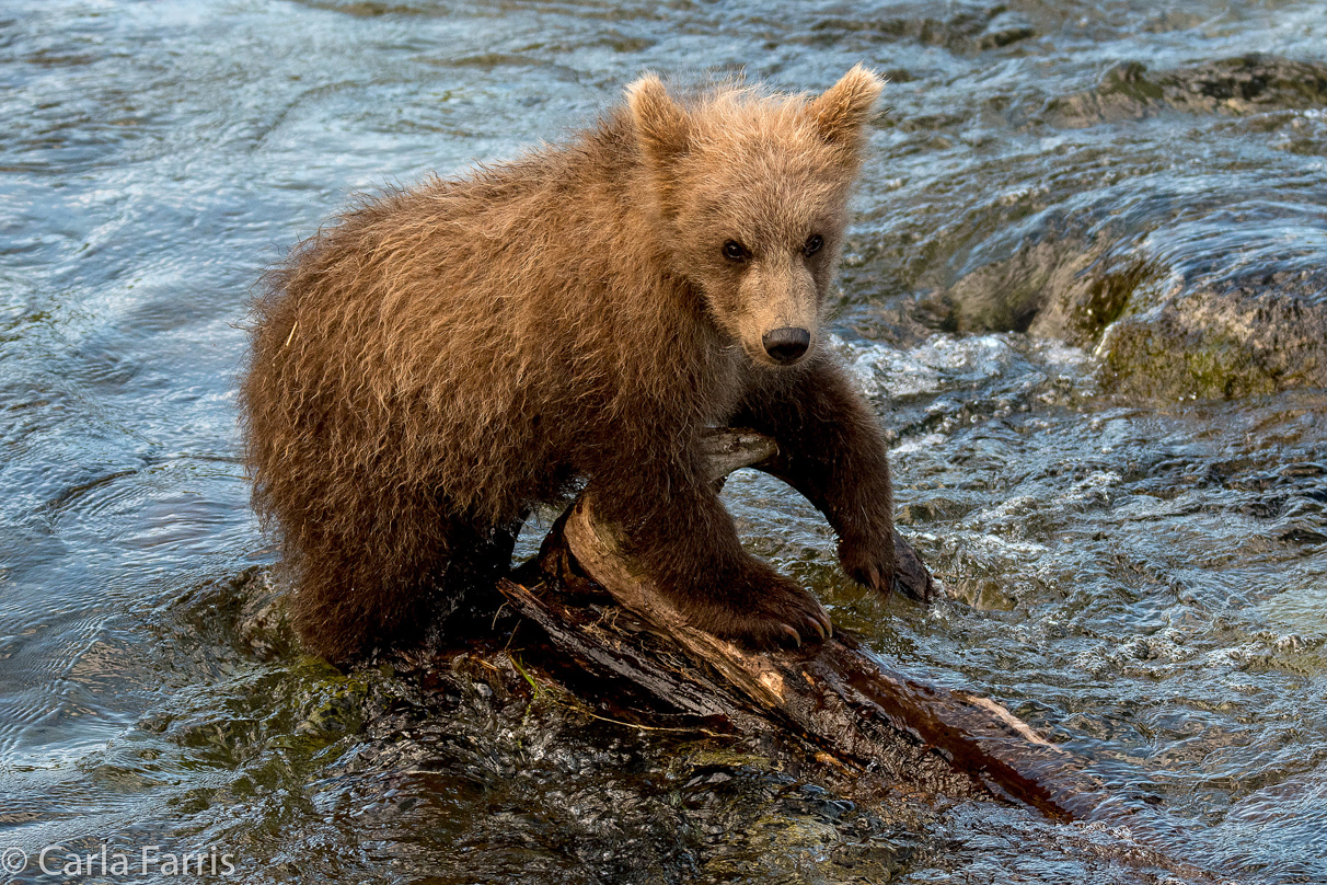 Grazer (128) cub(s)