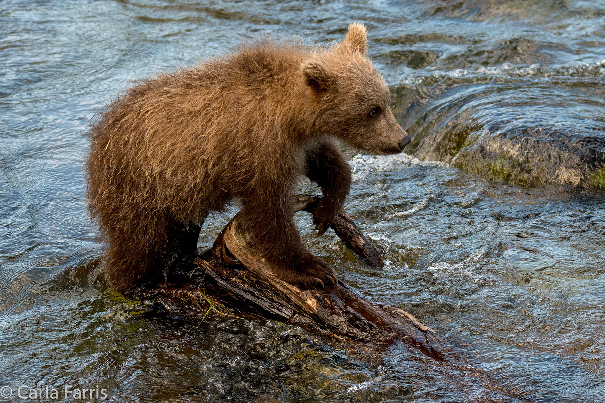 Grazer (128) cub(s)