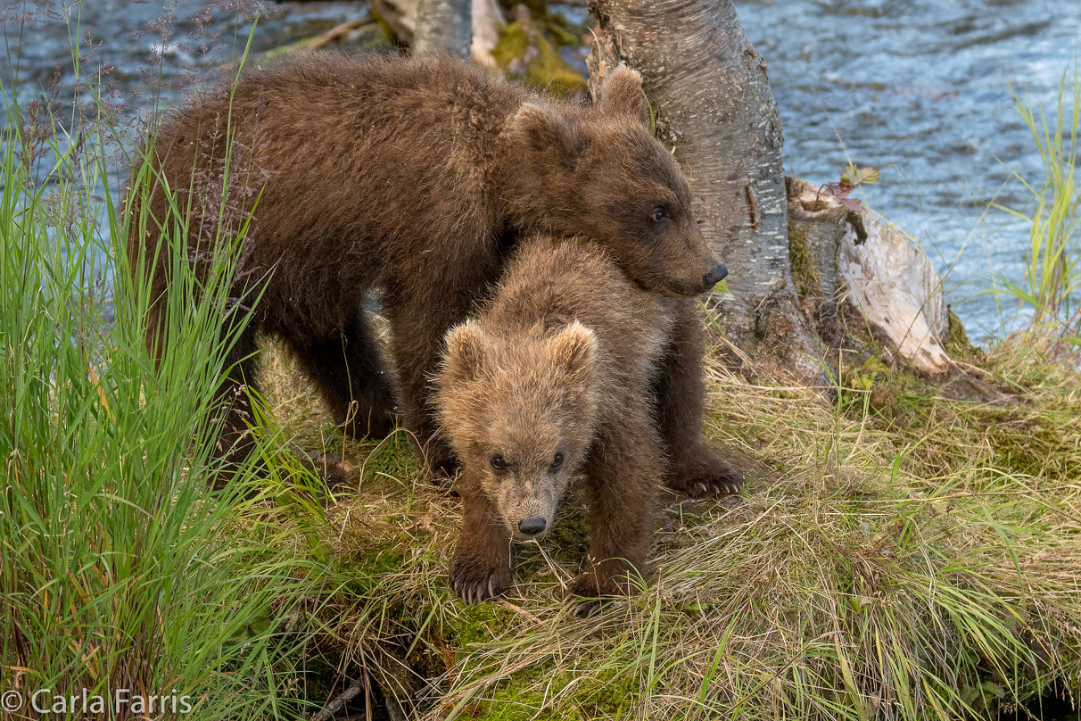 Grazer (128) cub(s)