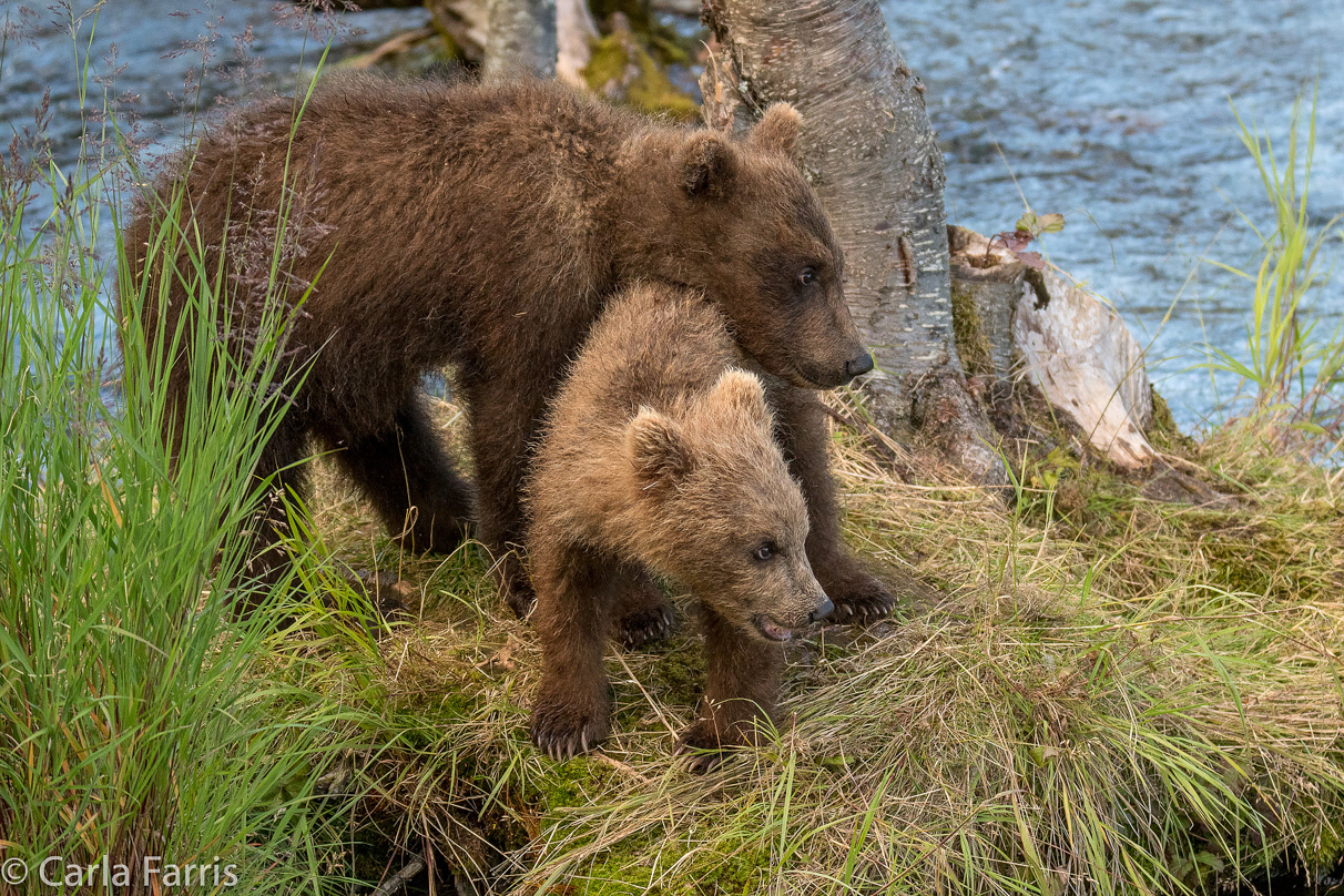 Grazer (128) cub(s)