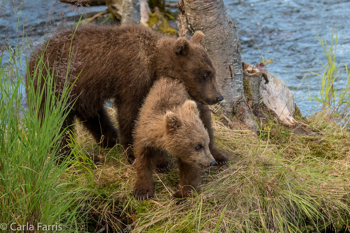 Grazer (128) cub(s)