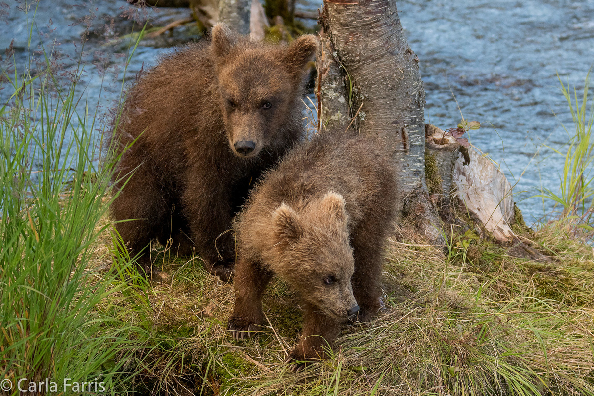 Grazer (128) cub(s)