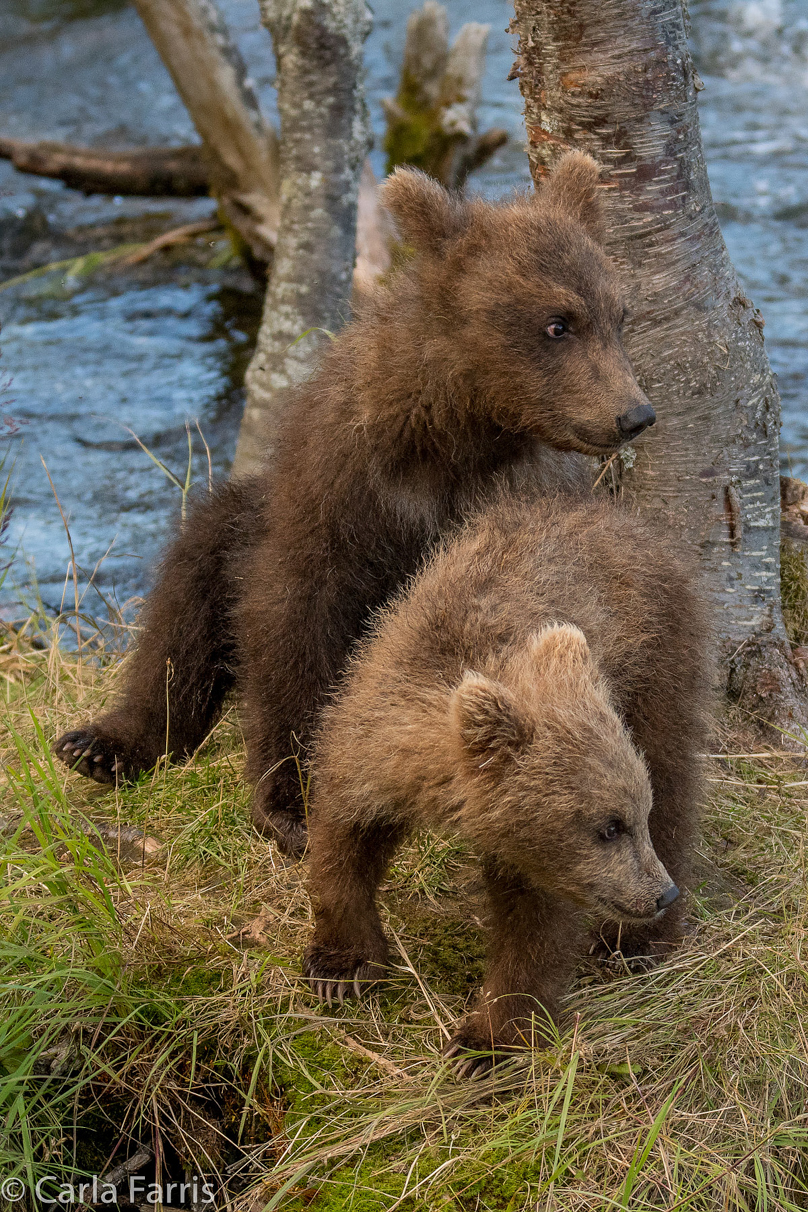 Grazer (128) cub(s)