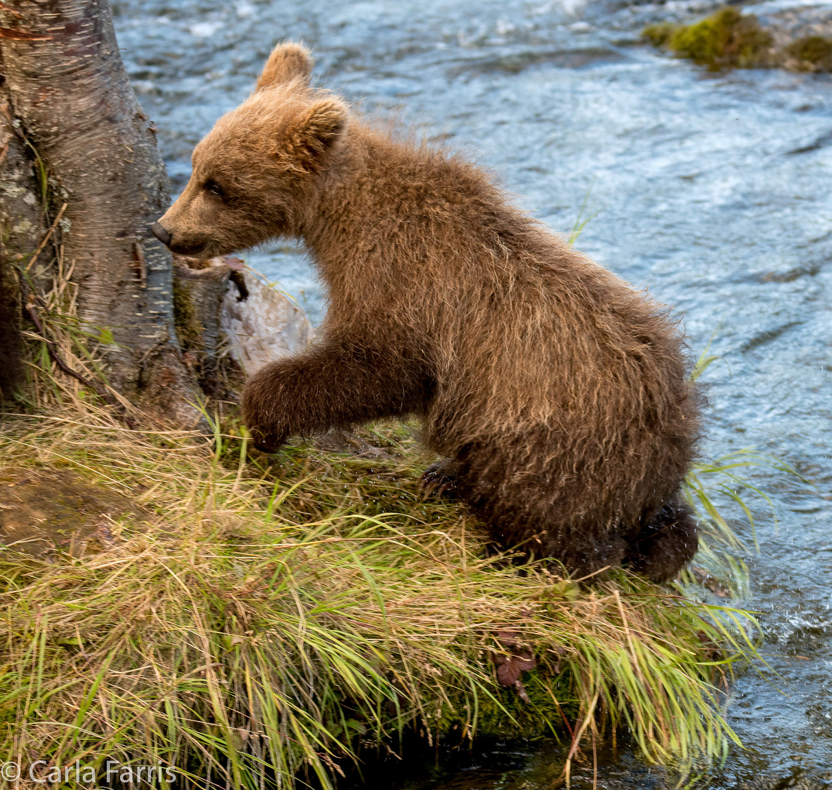 Grazer (128) cub(s)