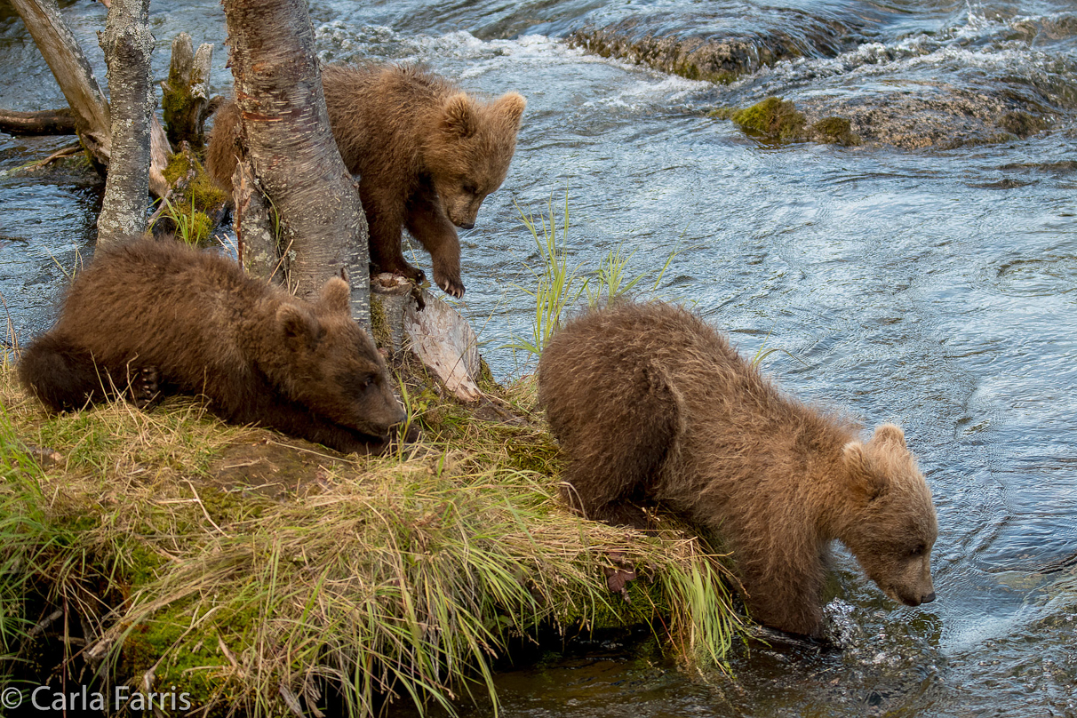 Grazer (128) cub(s)