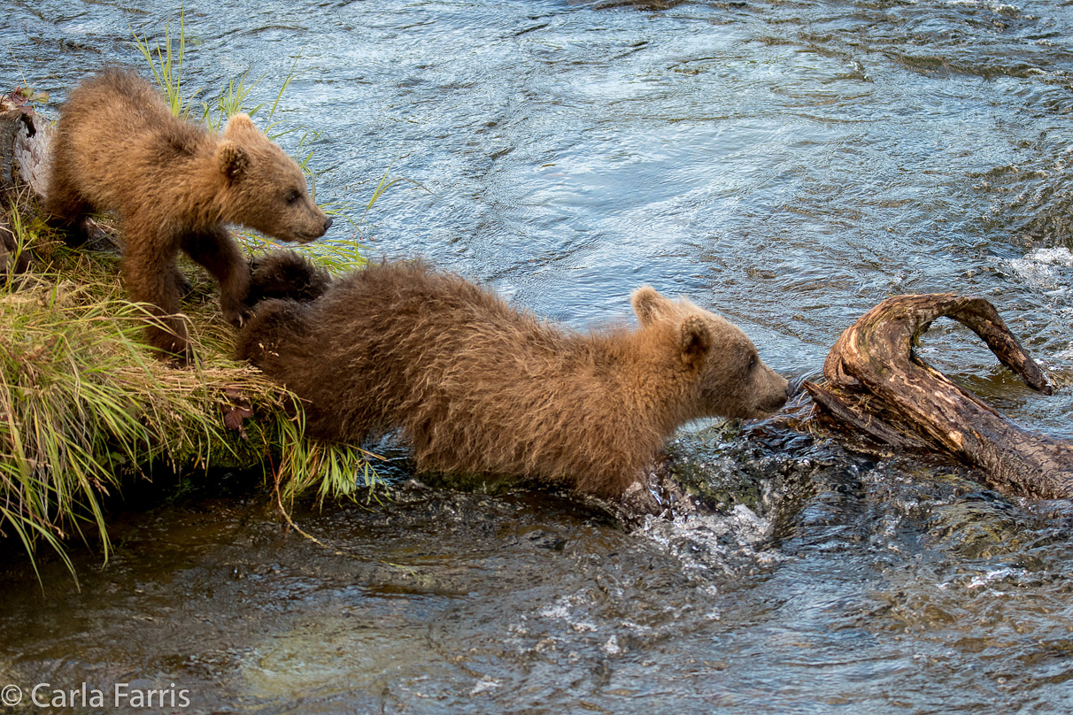 Grazer (128) cub(s)