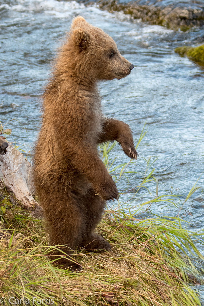 Grazer (128) cub(s)