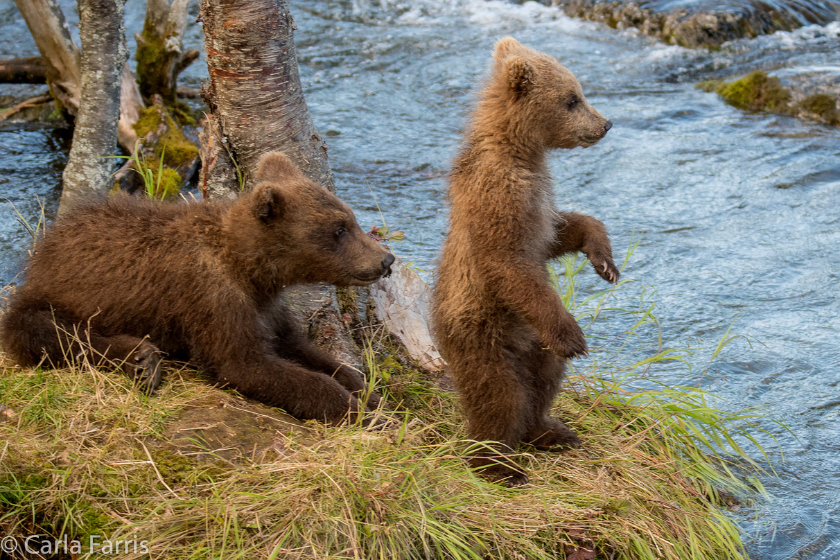 Grazer (128) cub(s)