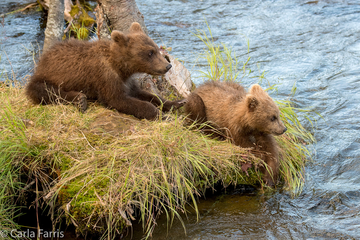 Grazer (128) cub(s)