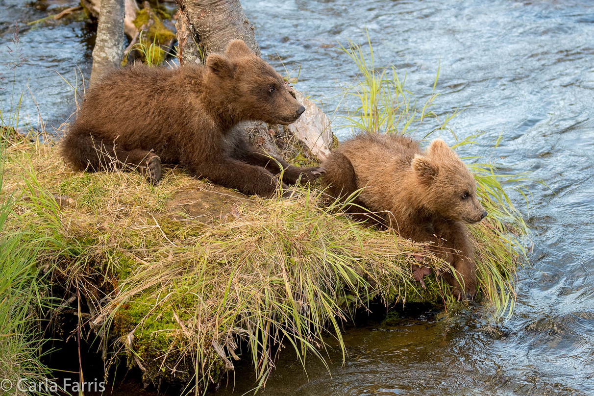 Grazer (128) cub(s)