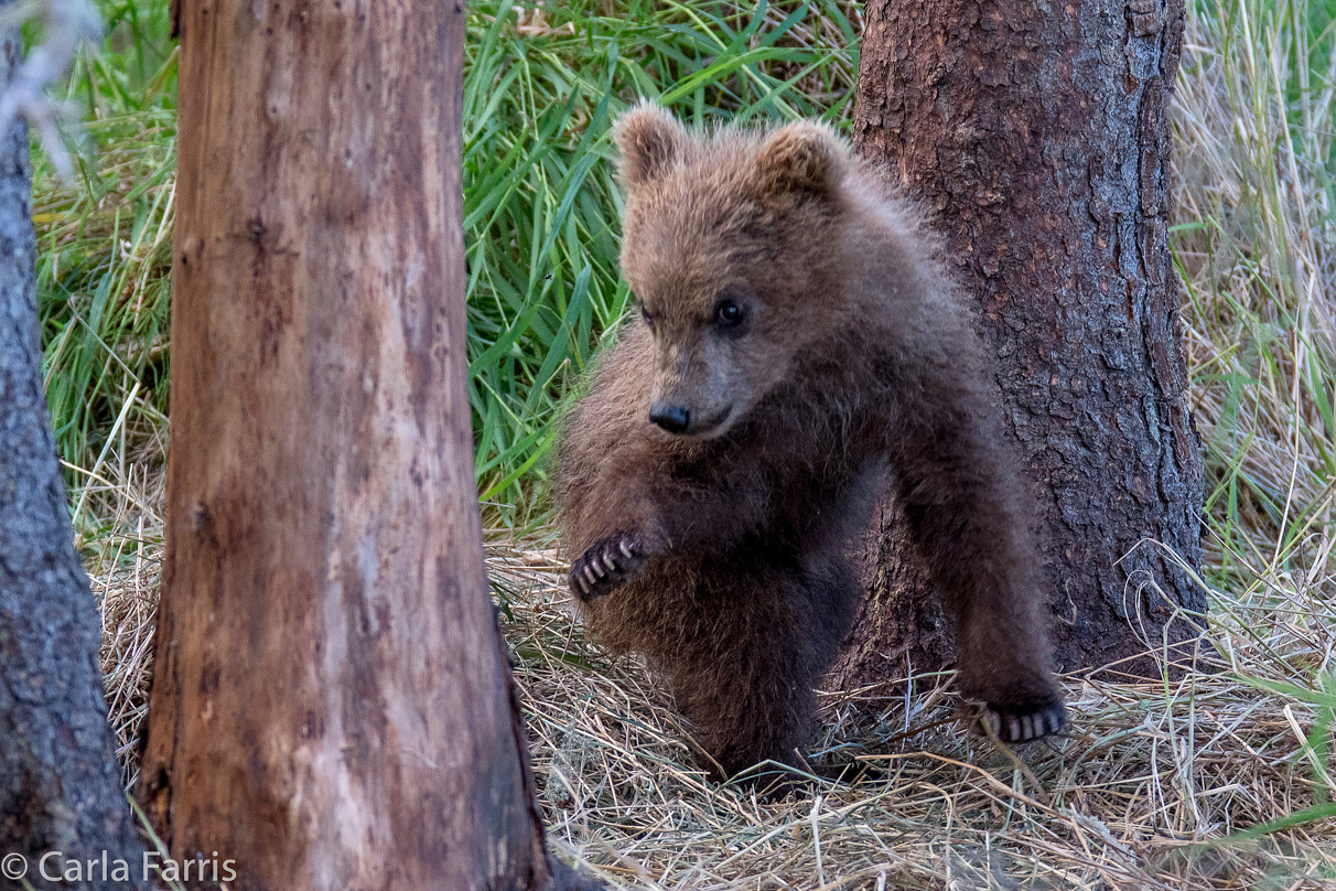 Grazer (128) cub(s)