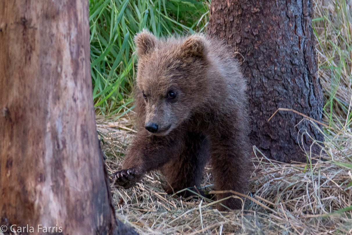 Grazer (128) cub(s)