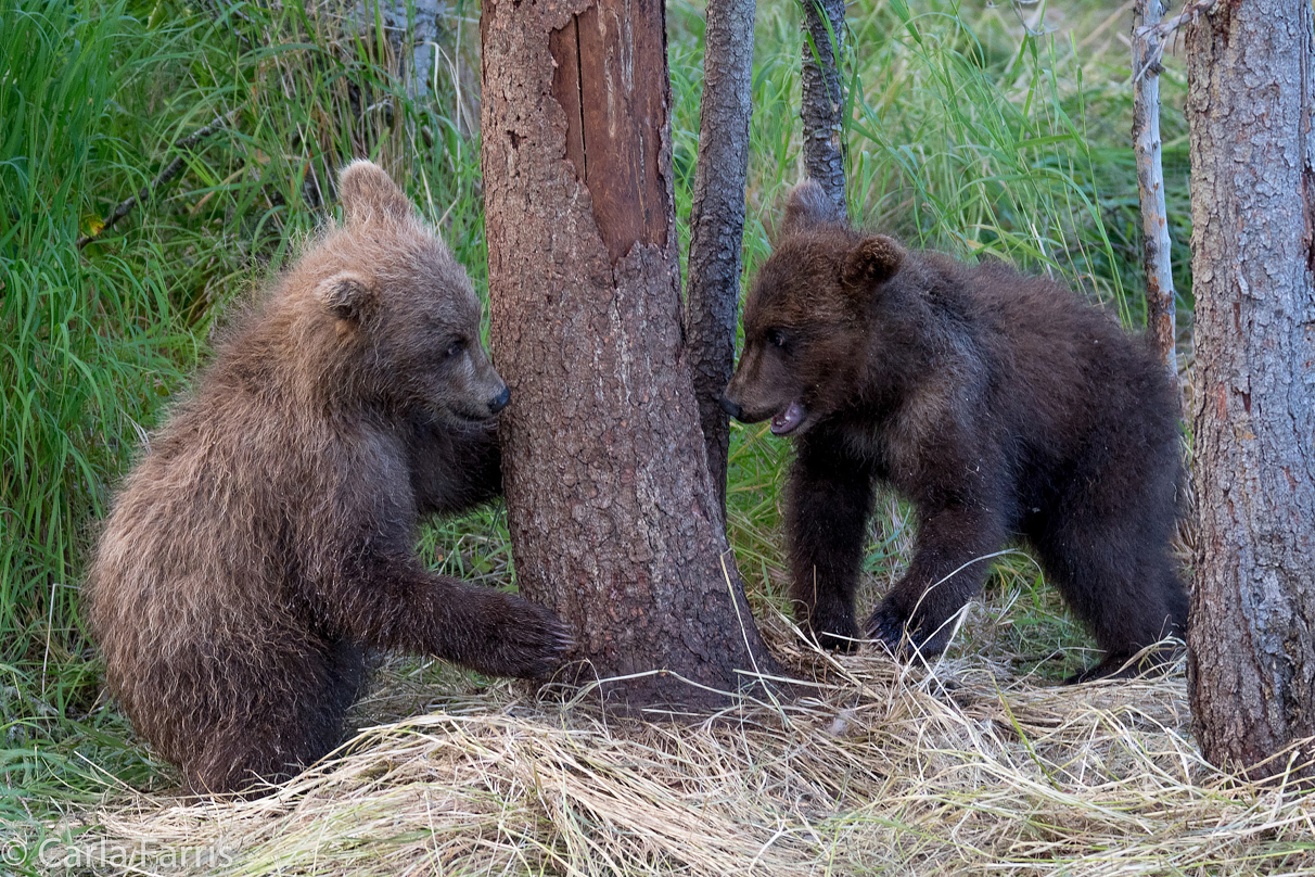 Grazer (128) cub(s)