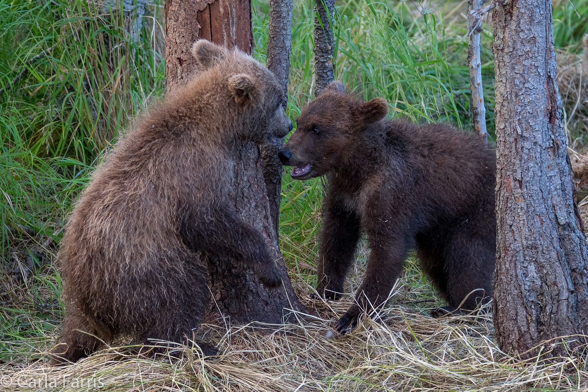 Grazer (128) cub(s)