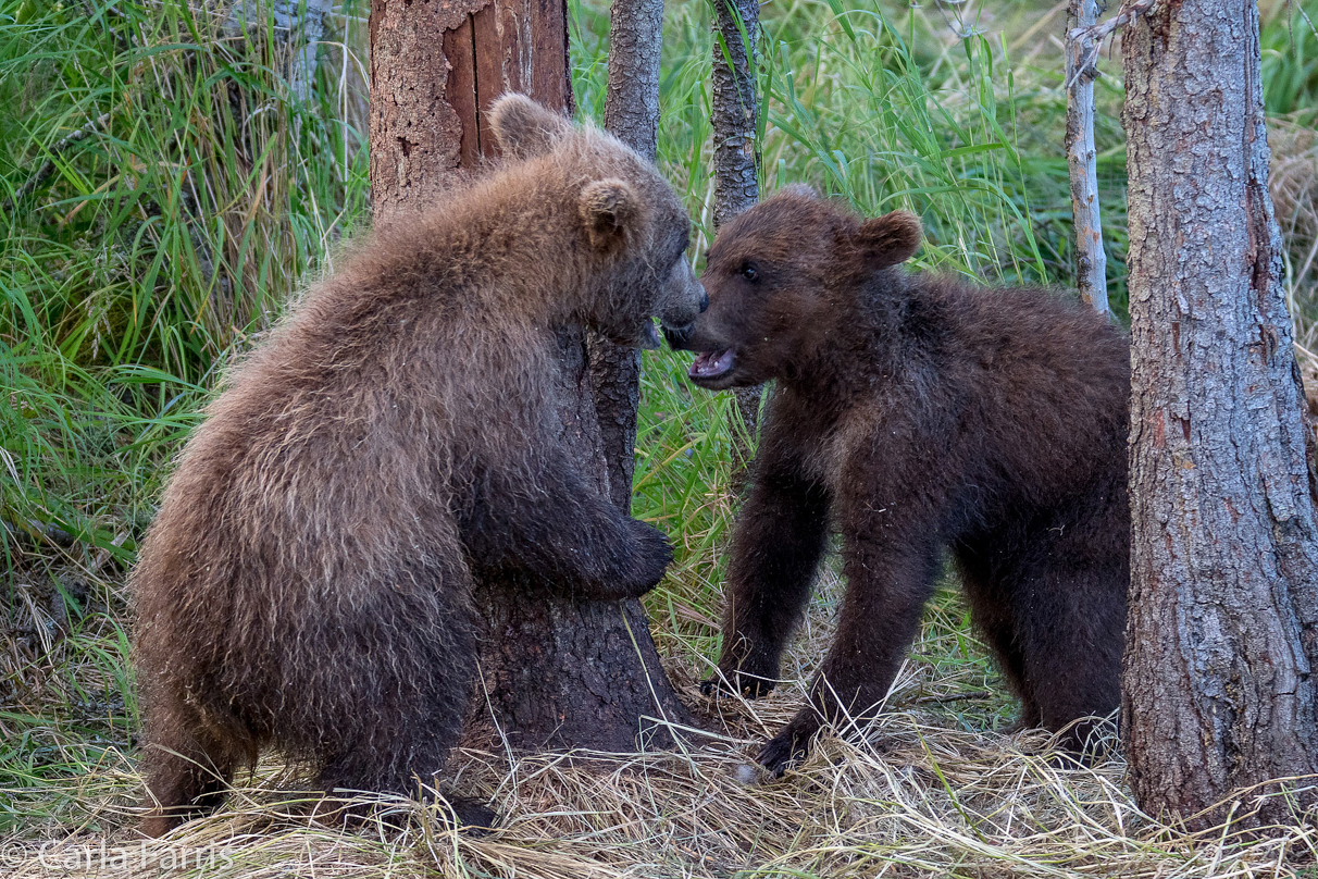 Grazer (128) cub(s)