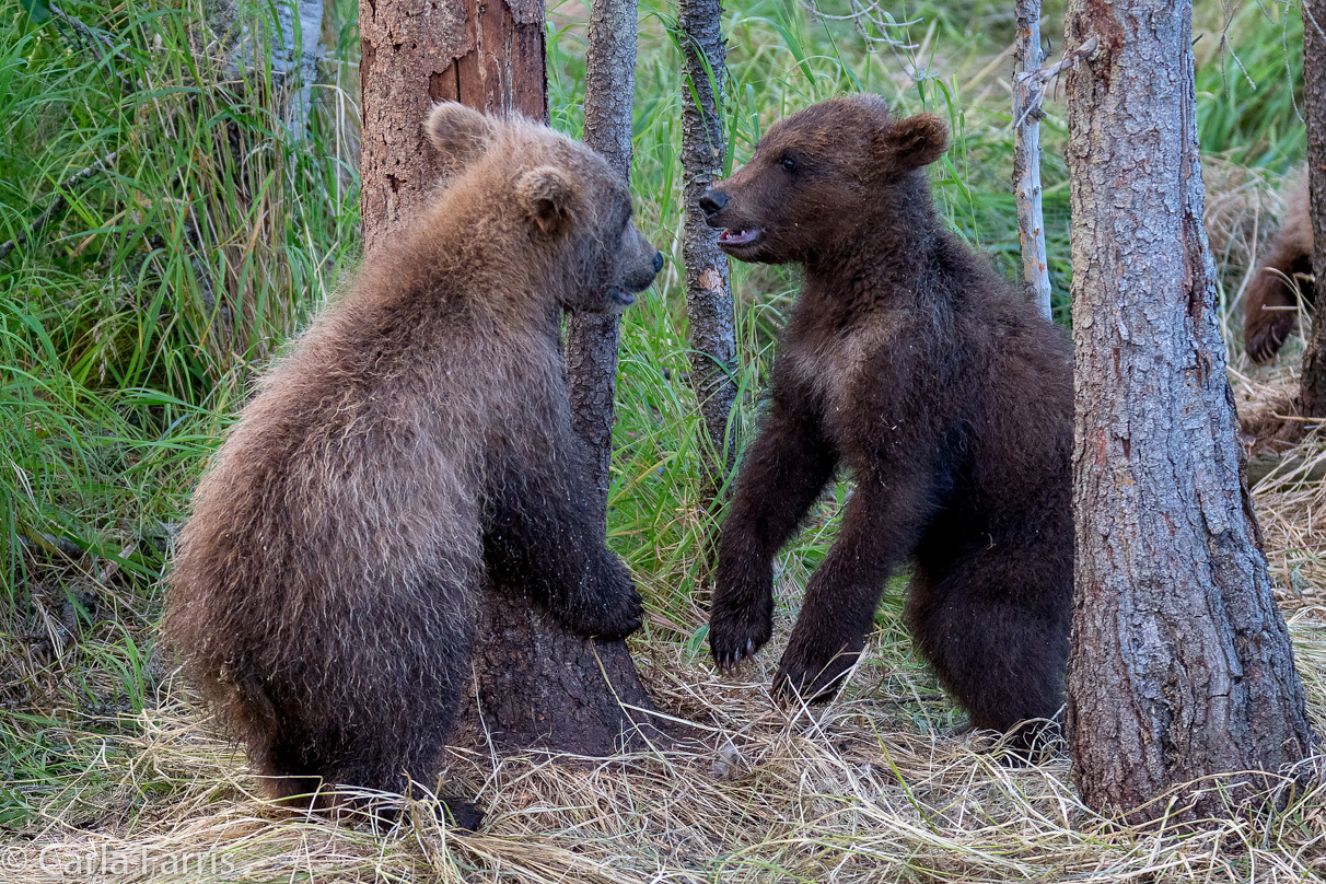 Grazer (128) cub(s)