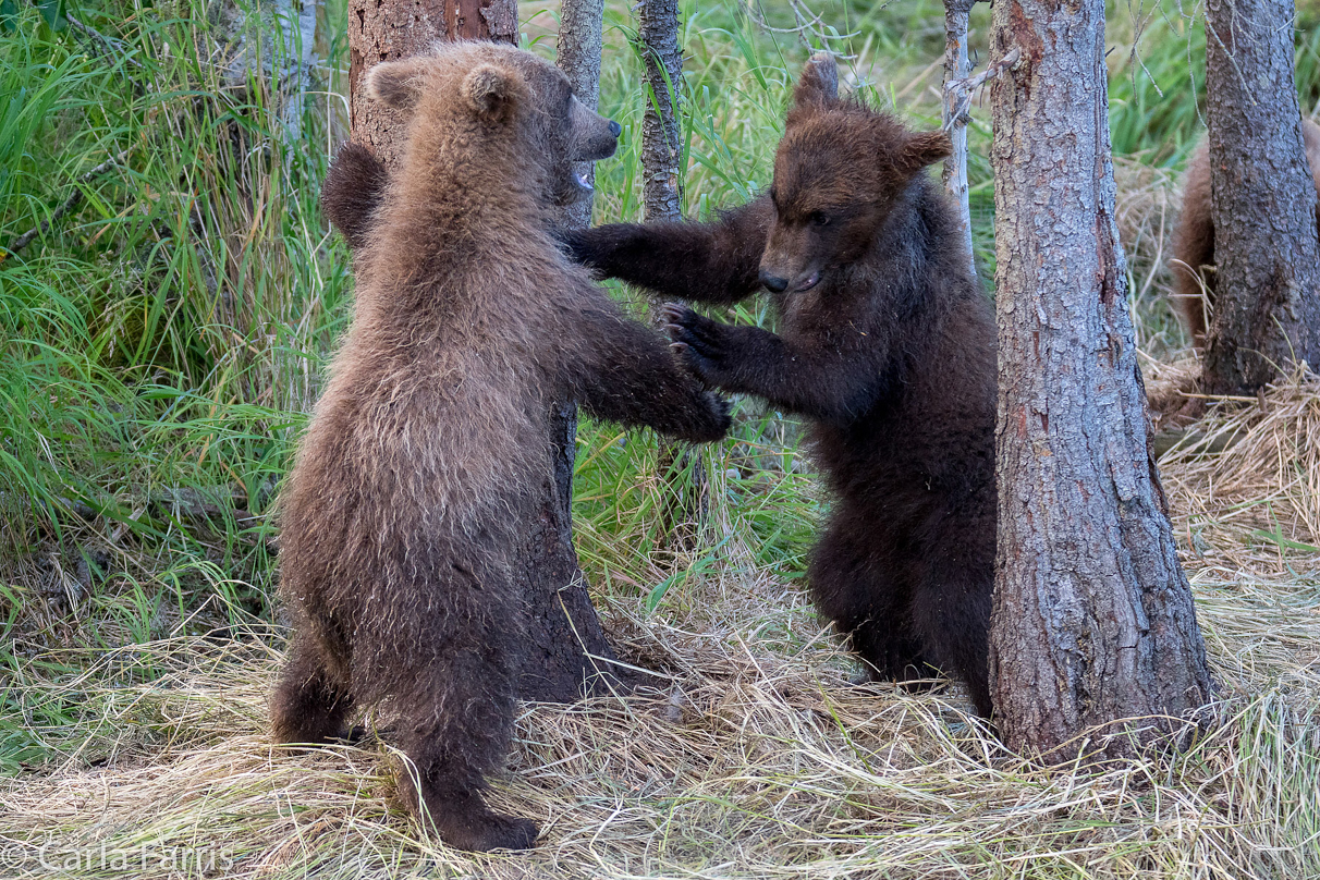 Grazer (128) cub(s)