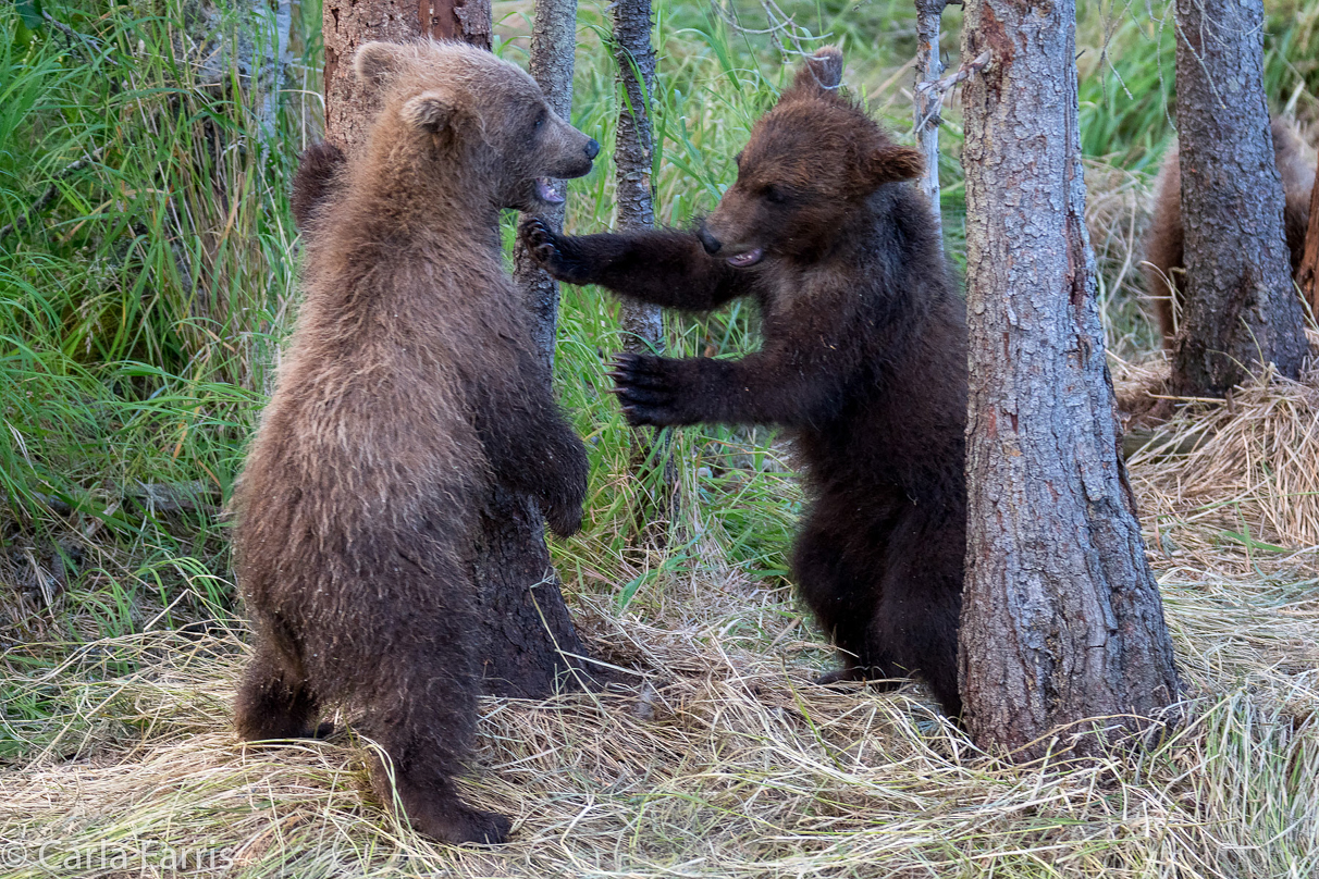 Grazer (128) cub(s)