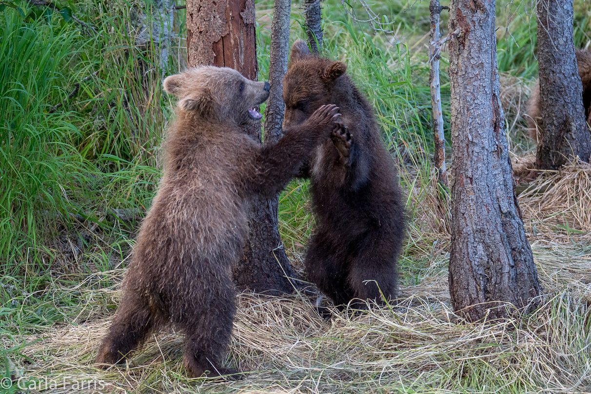 Grazer (128) cub(s)