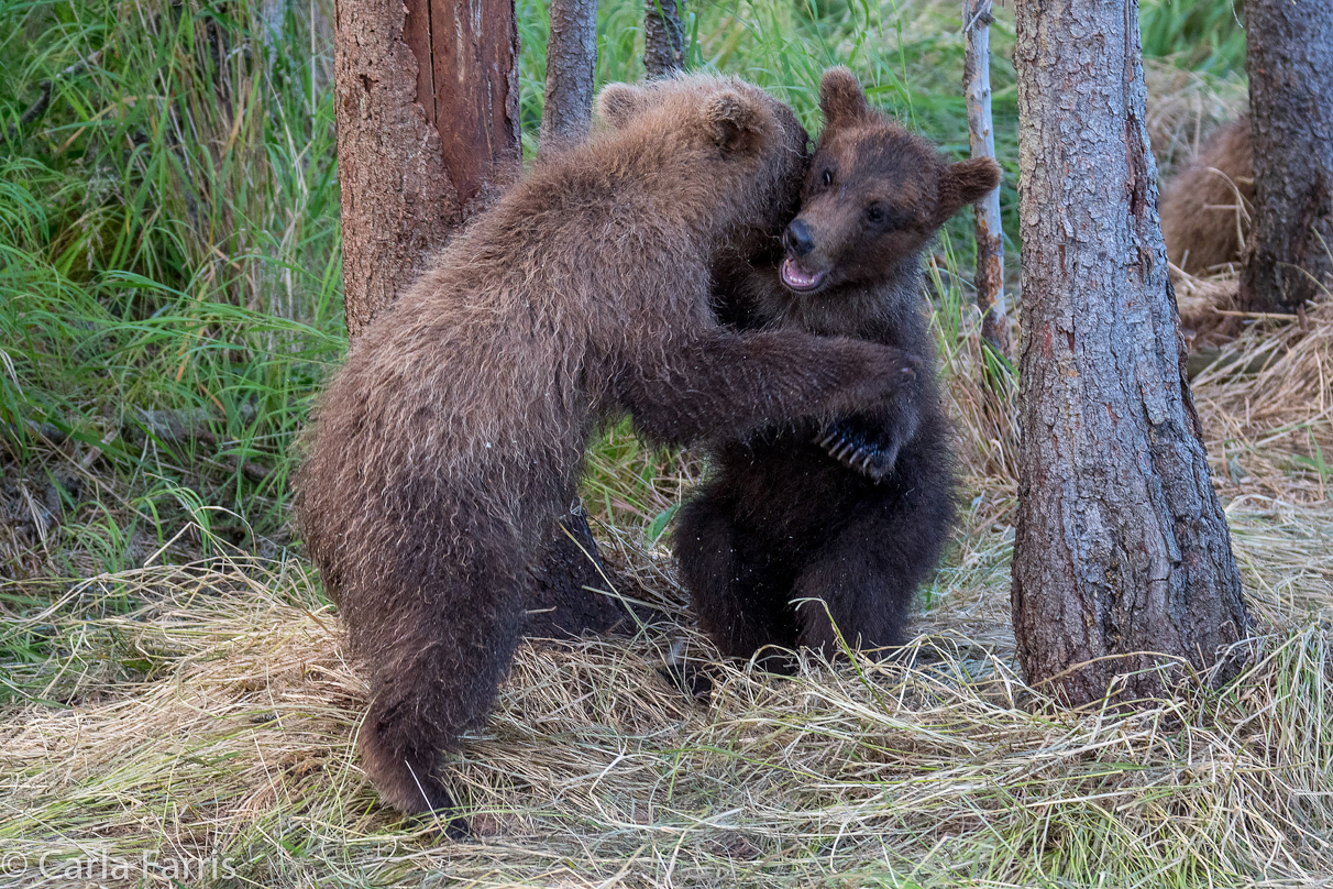 Grazer (128) cub(s)