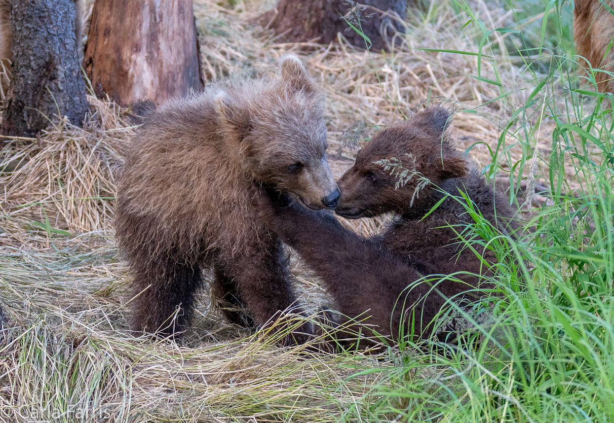 Grazer (128) cub(s)