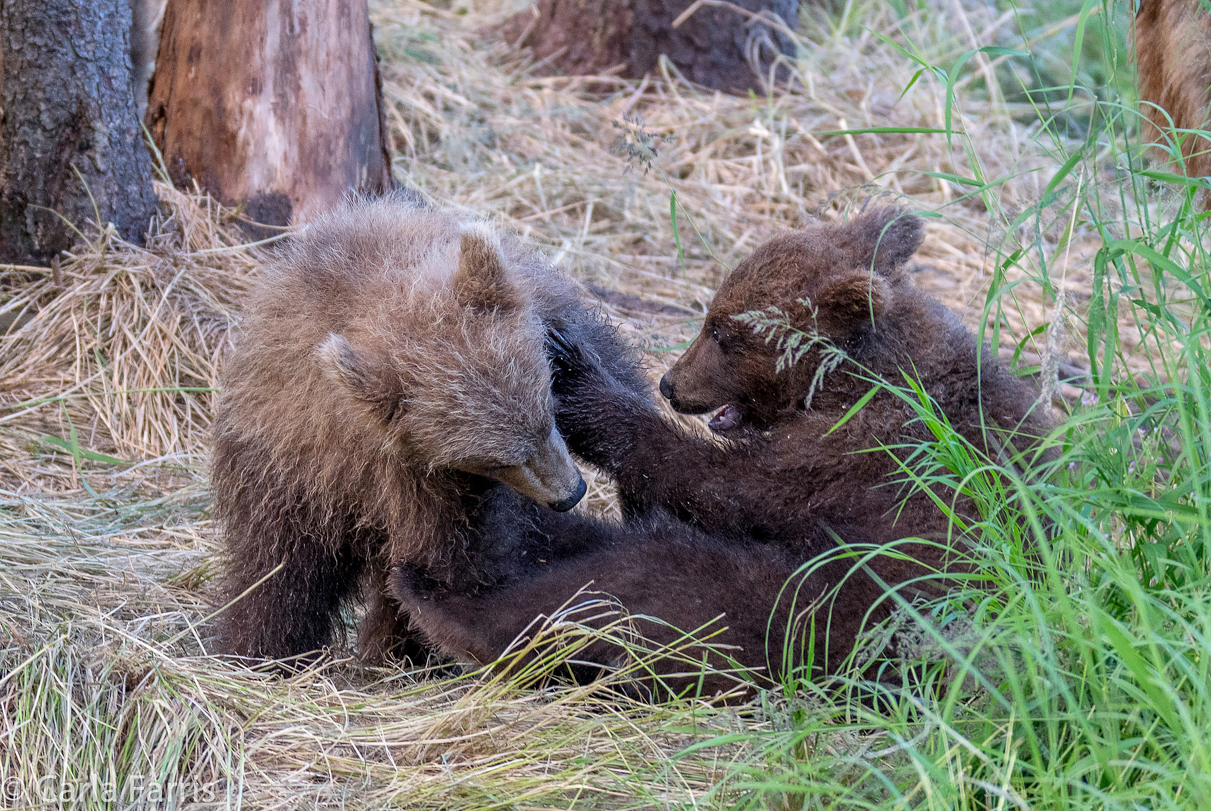 Grazer (128) cub(s)