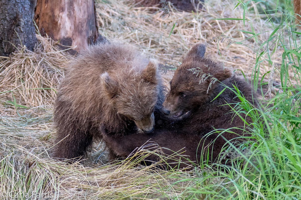 Grazer (128) cub(s)