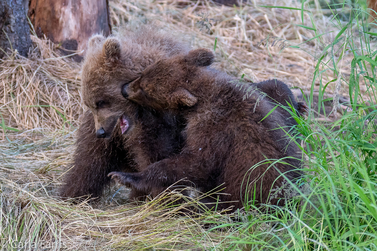 Grazer (128) cub(s)