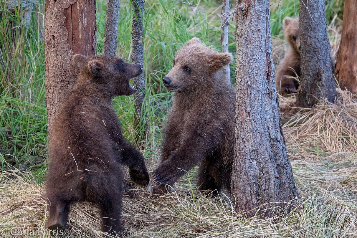 Grazer (128) cub(s)