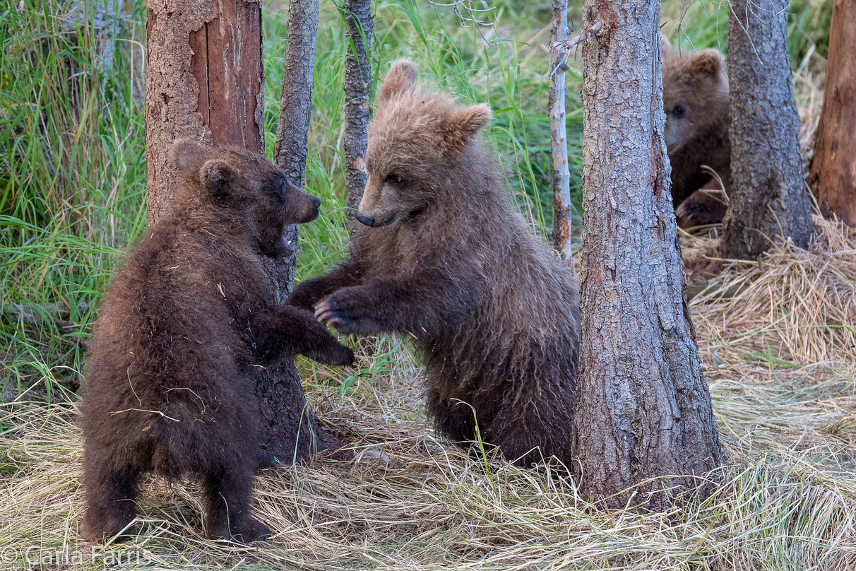 Grazer (128) cub(s)