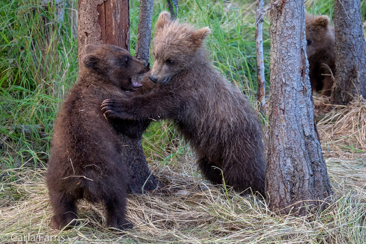 Grazer (128) cub(s)