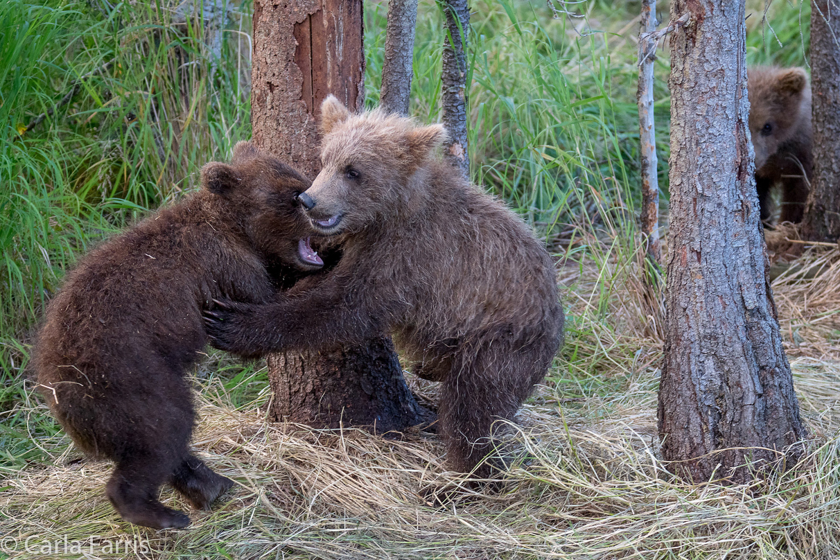 Grazer (128) cub(s)